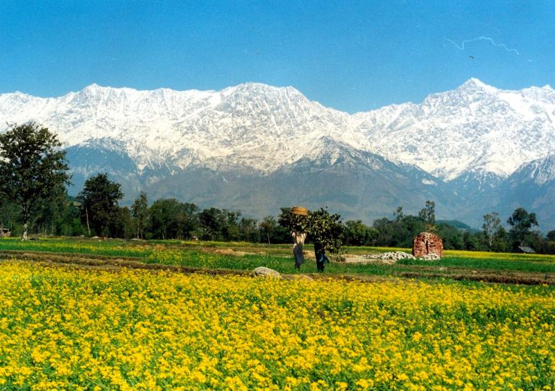 Himachal Valley of flowers with snow mountains