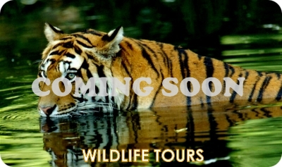 WILDLIFE TOURS